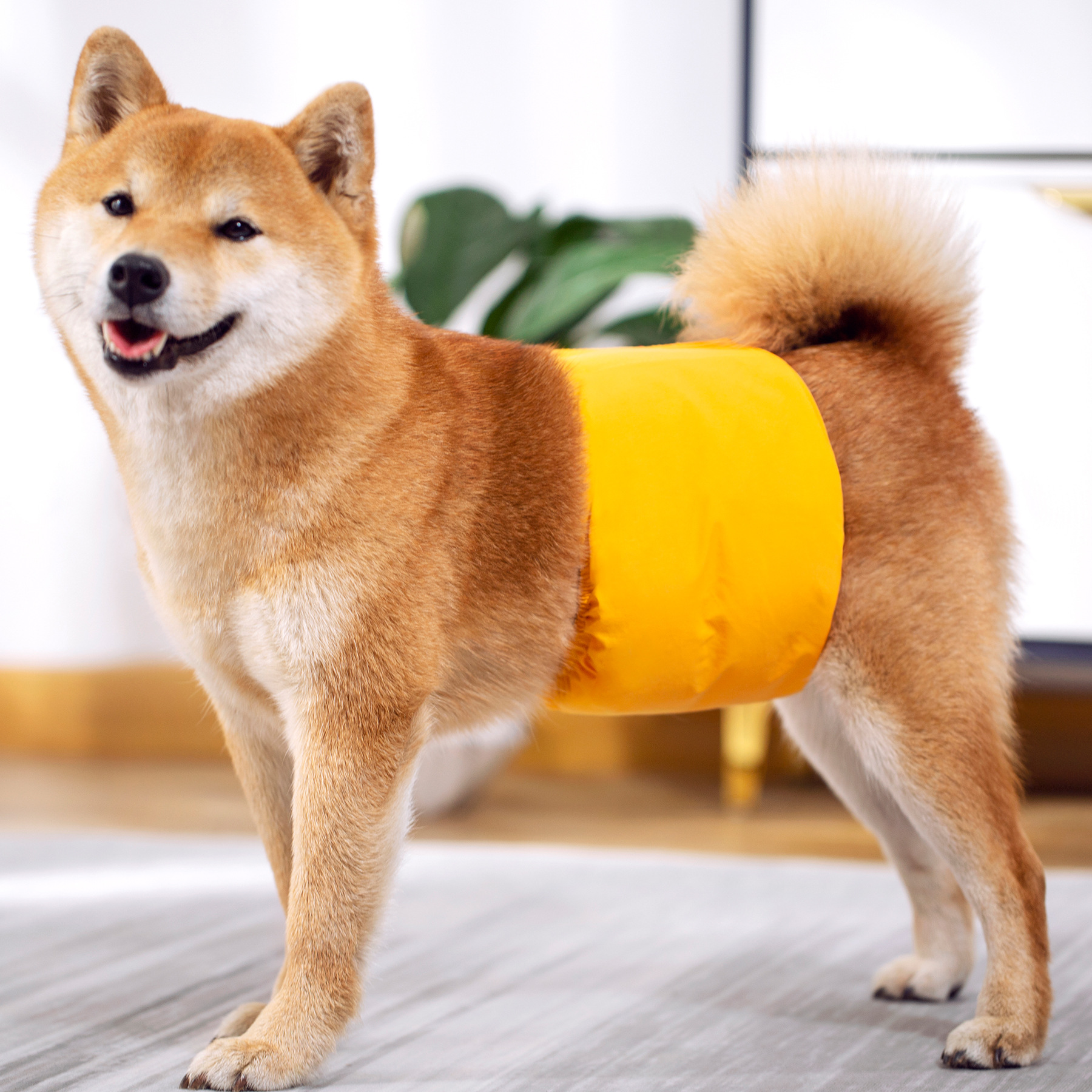 3 Pack Dog Belly Bands Washabl - Multi Pack Underwear 리뷰 및 가격